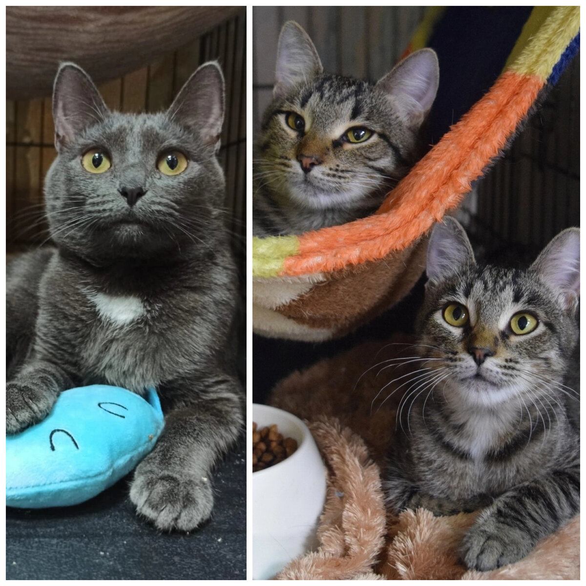 Котята Виченца, Торино (в гамаке) и Наполи.