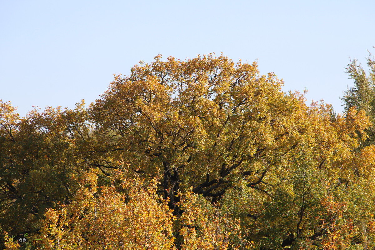 Дуб осенью.