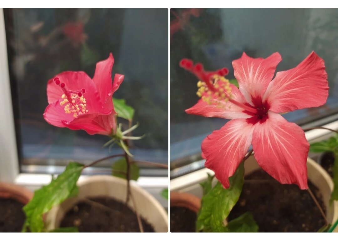 Гибискус Купера распустился за 20 минут