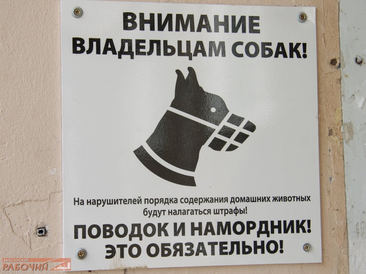 Картинка правила выгула собак