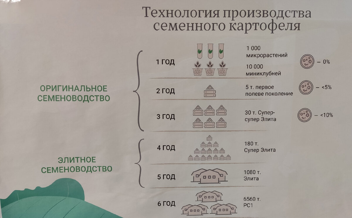 Выращенная через семена картошка дает богатый урожай - Российская газета