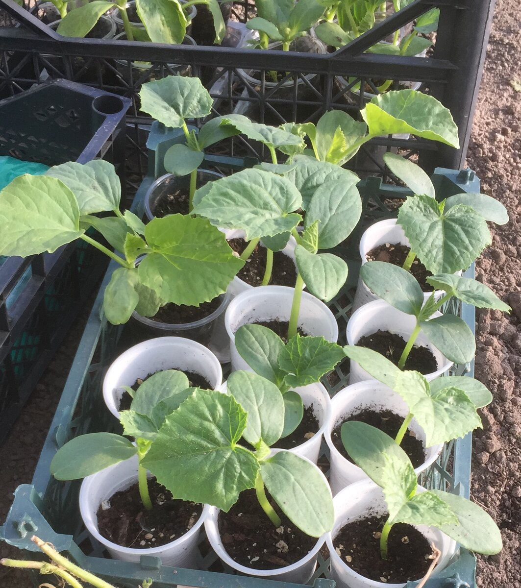 "Трилоджи" и дыня