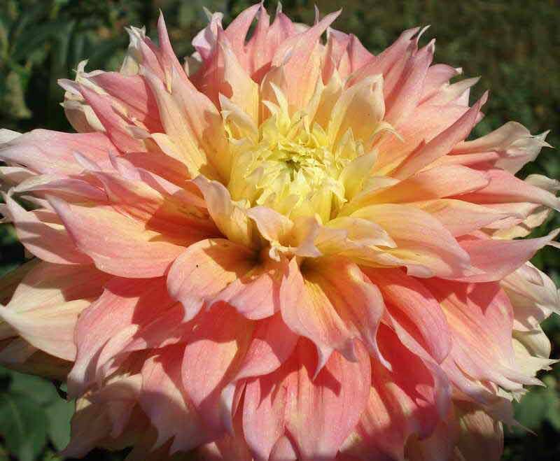 Георгина Fubuki Kogane (Коган Фубуки)