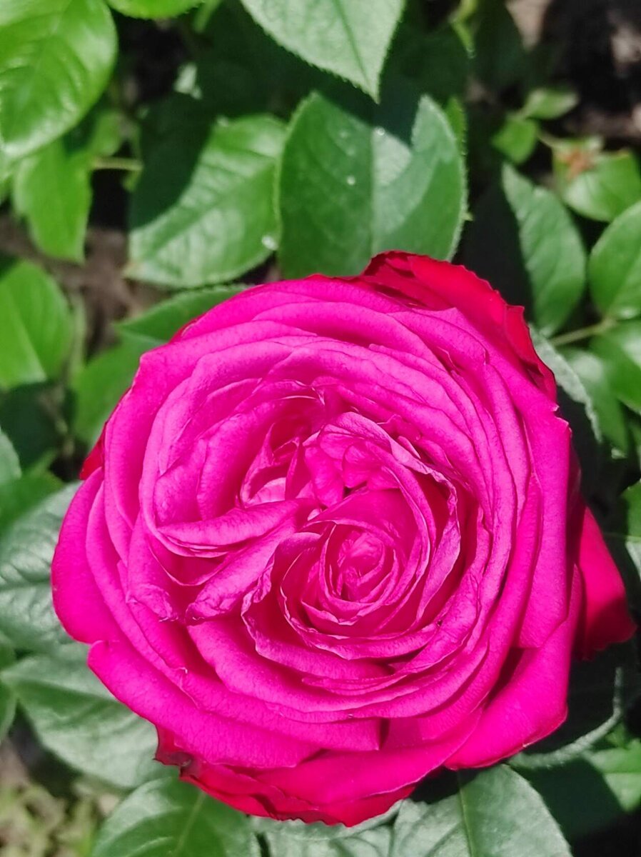 СЕНТУР РОЯЛ