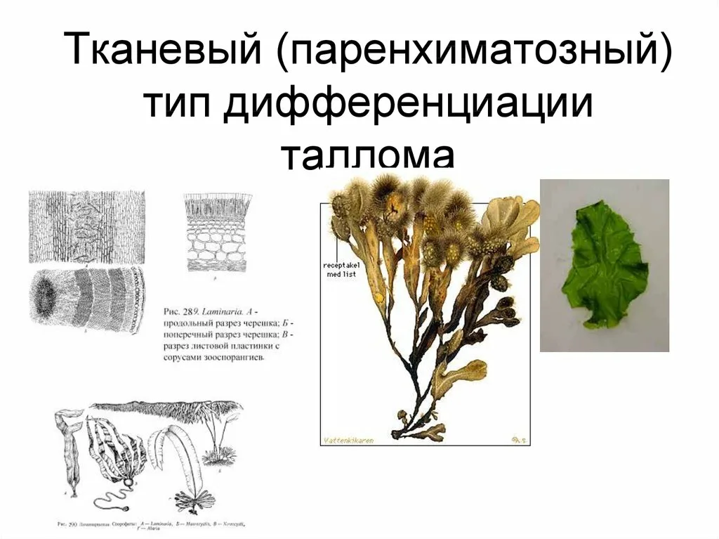 Имеют недифференцированный таллом могут иметь. Тканевый Тип таллома. Паренхиматозный Тип таллома. Паренхиматозный таллом. Типы талломов водорослей.