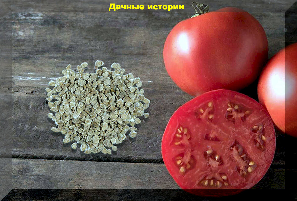 Сколько времени замачивать семена томатов перед посадкой. Семена томатов. Посев томатов. Ёшкин кот семена томатов. Замочить семена томатов перед посадкой