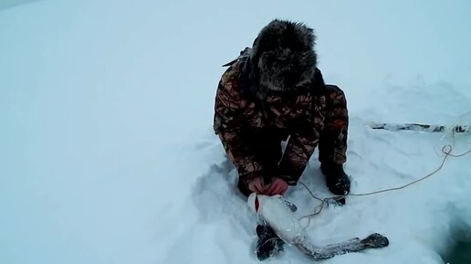 Туруханск, рыбалка на Енисее. Лёха показывает мастер-класс по ловле налима.