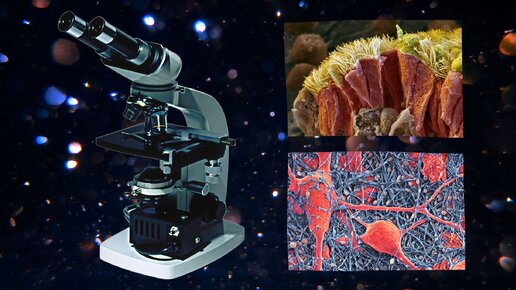 Биолог показал как устроены ткани человеческого организма под микроскопом