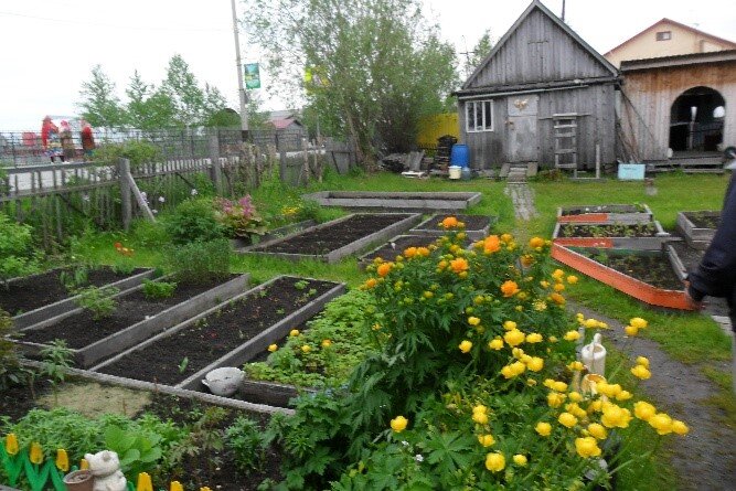Использование агромелиоративных мероприятий (дренажа) при выращивании огородных культур (село Мужи, Шурышкарский район ЯНАО, 65-я параллель северной широты)