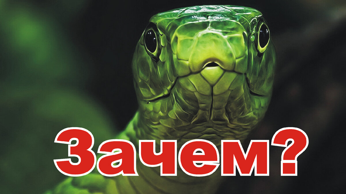 Зачем нужны змеи человеку?