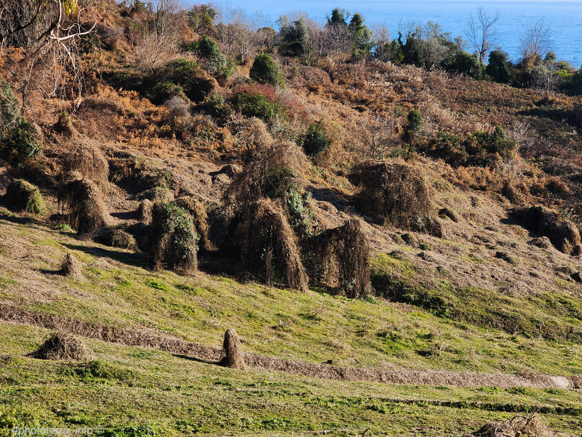 По дороге к даче Сталина в Абхазии. Новый Афон. Фото: Корчагина Татьяна