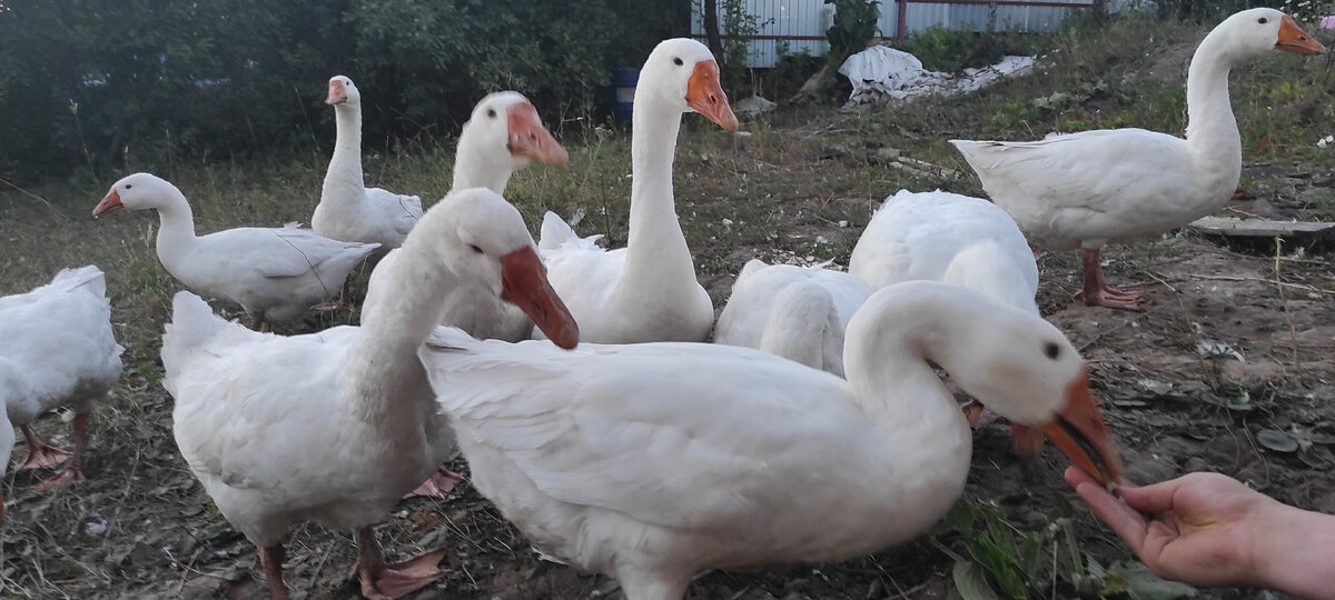 Гуси на выгуле