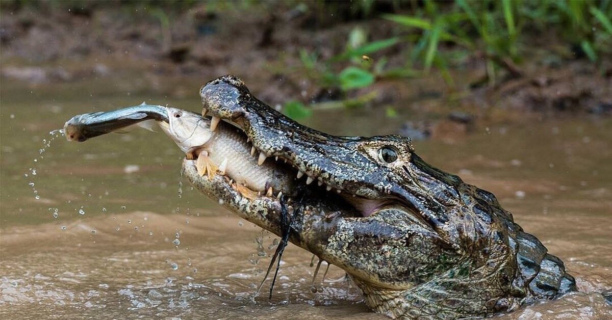 Источник: yandex.ru 