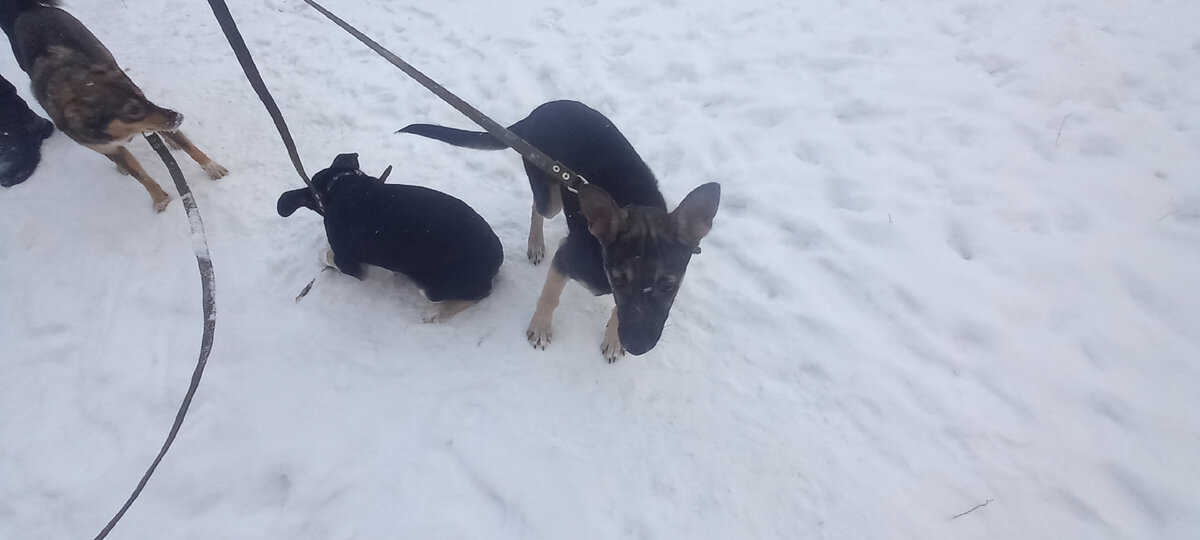 Профи, Маша и Черныш