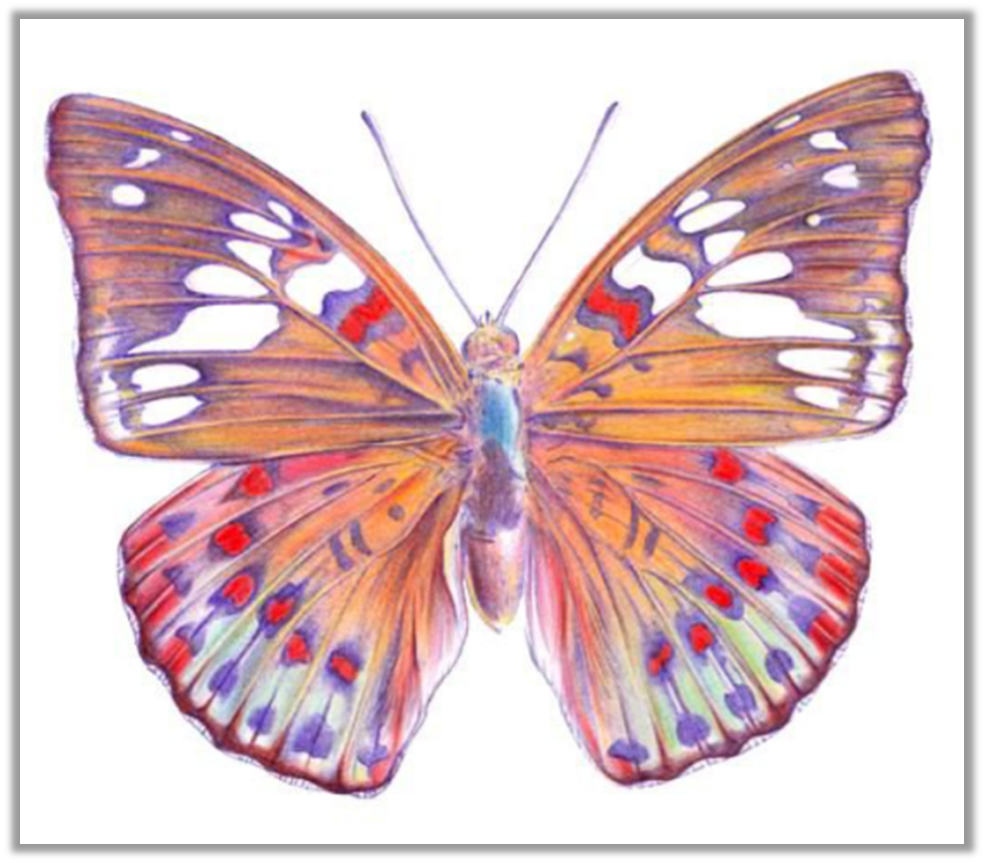 Разные крылья бабочек. Бабочка рисунок. Бабочки цветные. Бабочка цветными карандашами. Красивые бабочки для рисования.