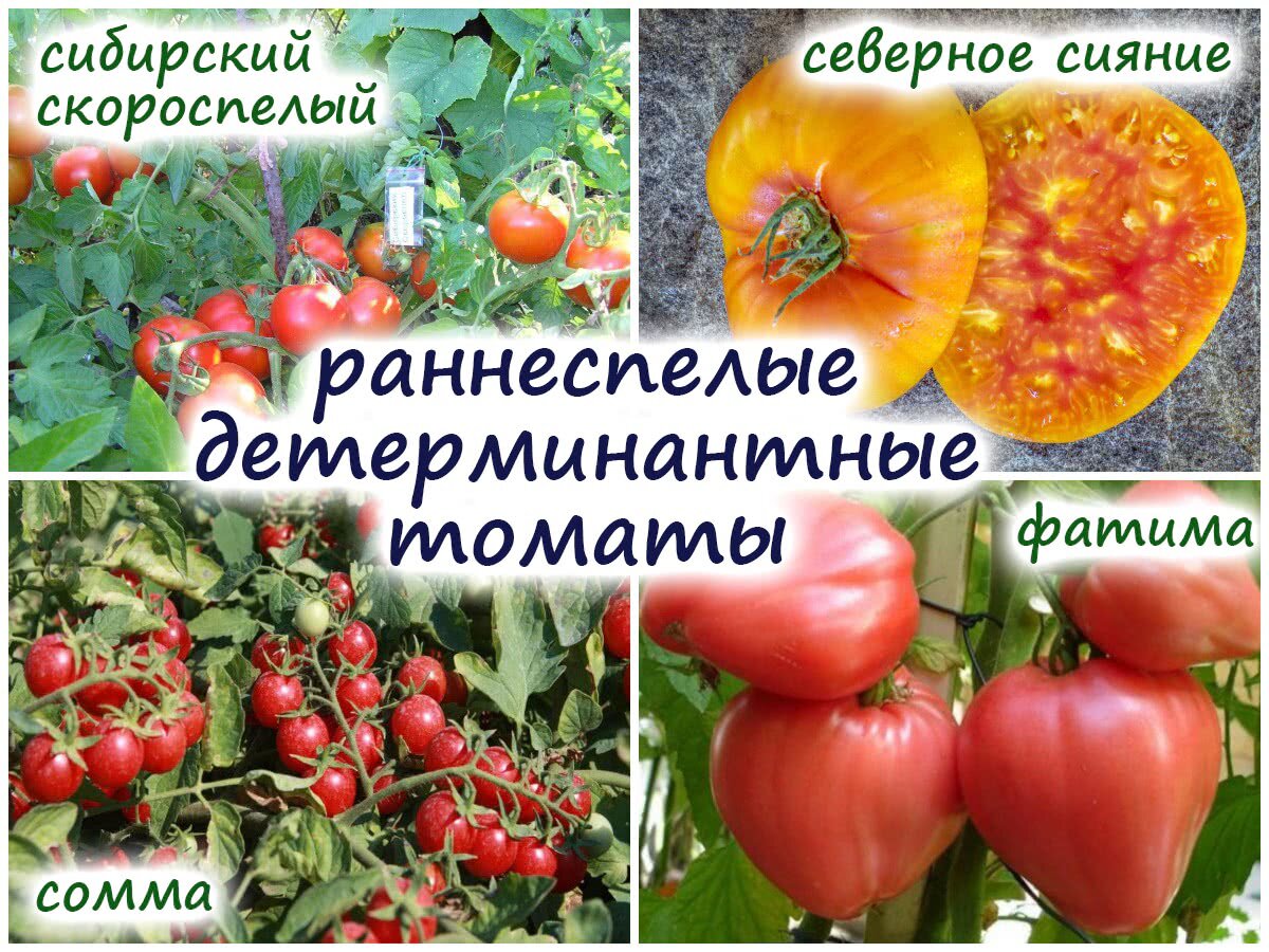 Сорта томатов, устойчивые к фитофторозу и болезням