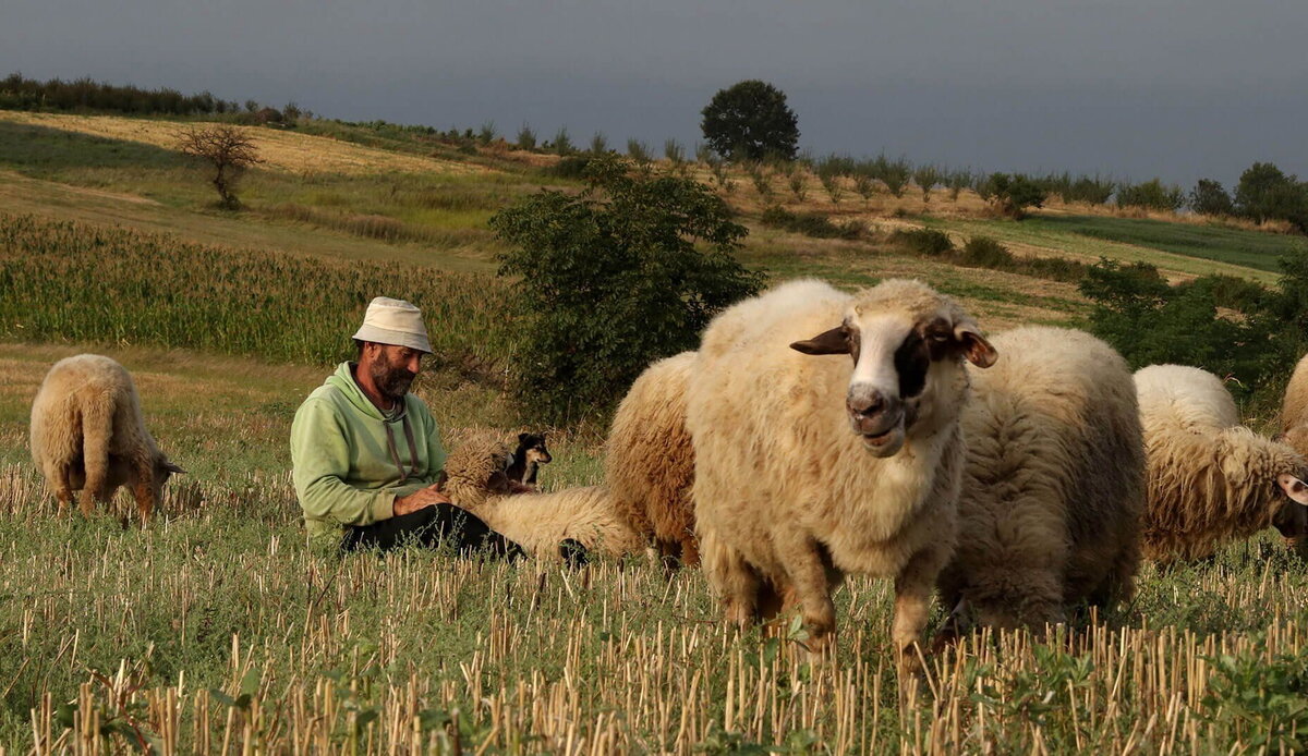 Дагестанский пастух принёс в село неизвестное существо.
Источник фото: https://i1.adis.ws/i/canon/GALI_TIBBON_044_IMG_7996_1920x1080?w=1920&sm=aspect&aspect=16:9&qlt=80&fmt=jpg&fmt.options=interlaced&bg=rgb(255,255,255)
