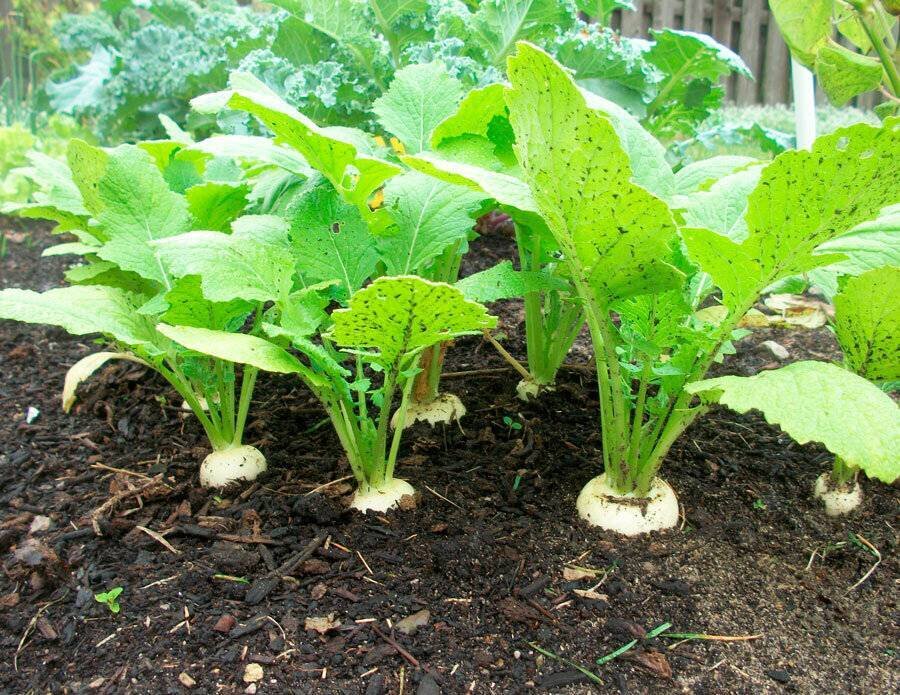 Автор и правообладатель данного изображения: https://bee-master.ru/repa-vyrasivanie-i-uhod-v-otkrytom-grunte-kak-sazat-kogda-sozrevaet-cem-podkormit/