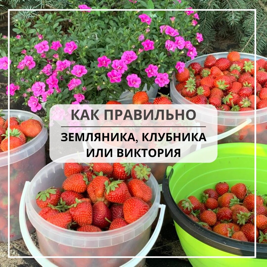 🍓 Как правильно – земляника, клубника или виктория? | botanika_nsk | Дзен