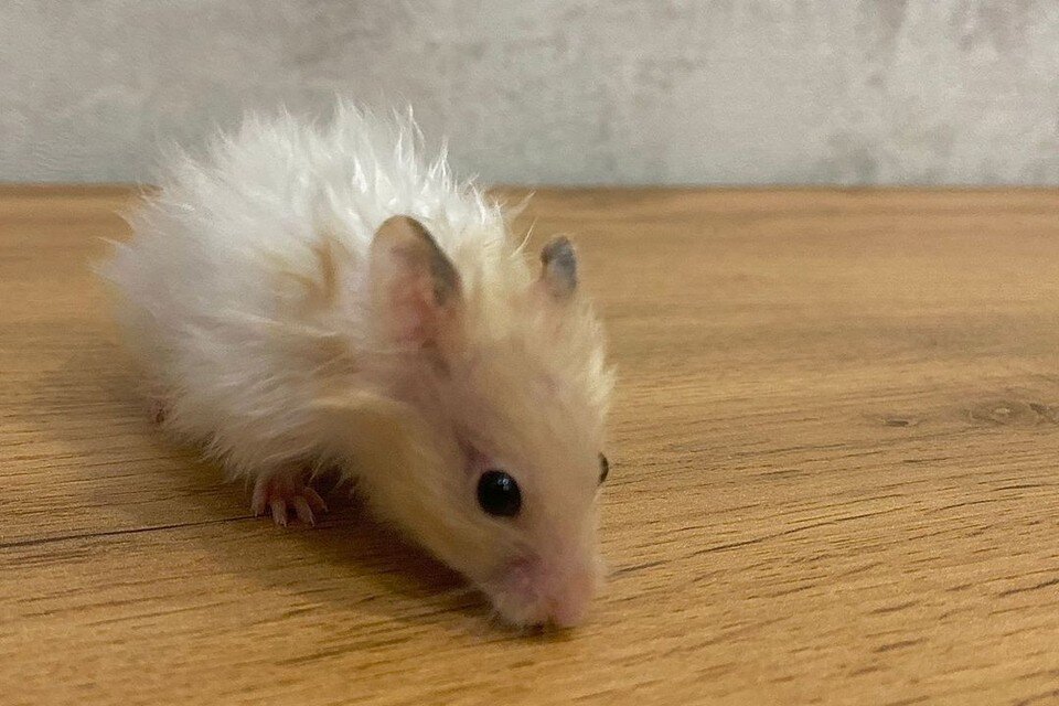     Хомяку нашли новый дом. Фото: предоставлено Татьяной