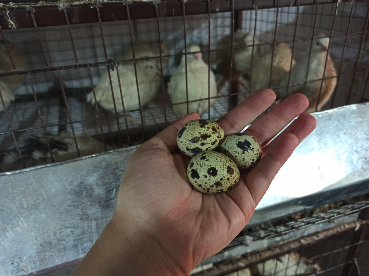 Личное фото автора. Хозяйство ЛПХ Курочка