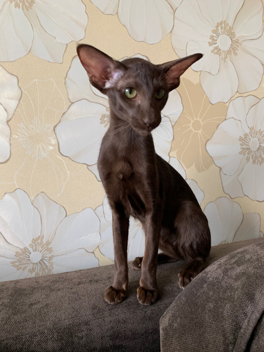 Маленькая Йолли❤️