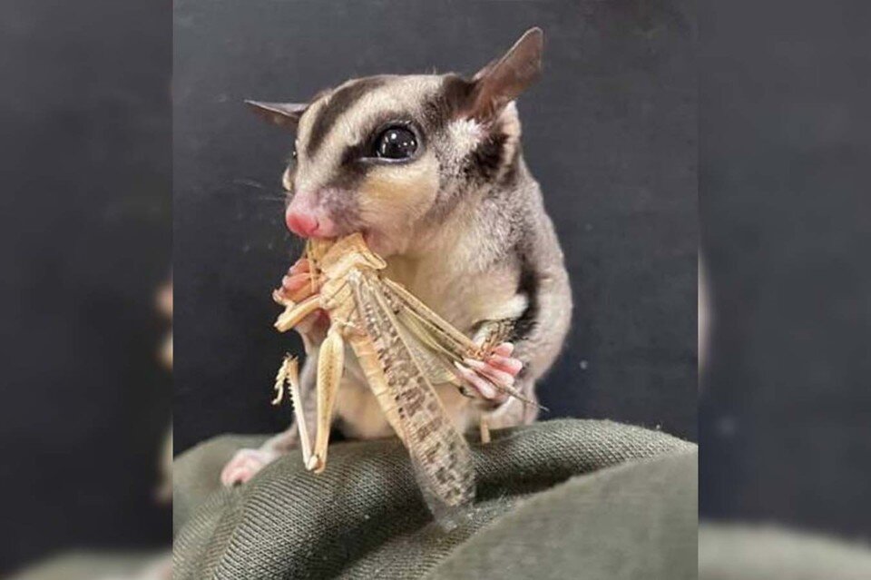     Сахарного поссума постановили вернуть в дикую природу. Фото: СЗУ Росприроднадзора.