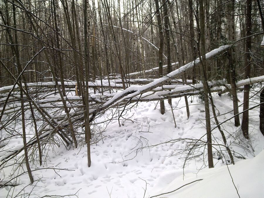 Кора осины - любимый зимний корм зайцев и лосей. Упавшие после ледяного дождя деревья легко доступны для зайцев. Небольшой снегопад не скрыл степень популярности этого места для косых. Фото А.Н. Александрова