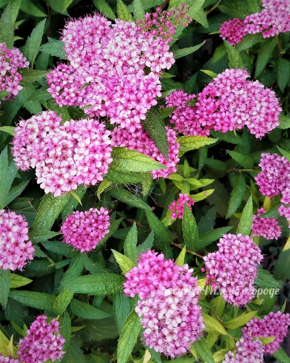 Спирея японская 