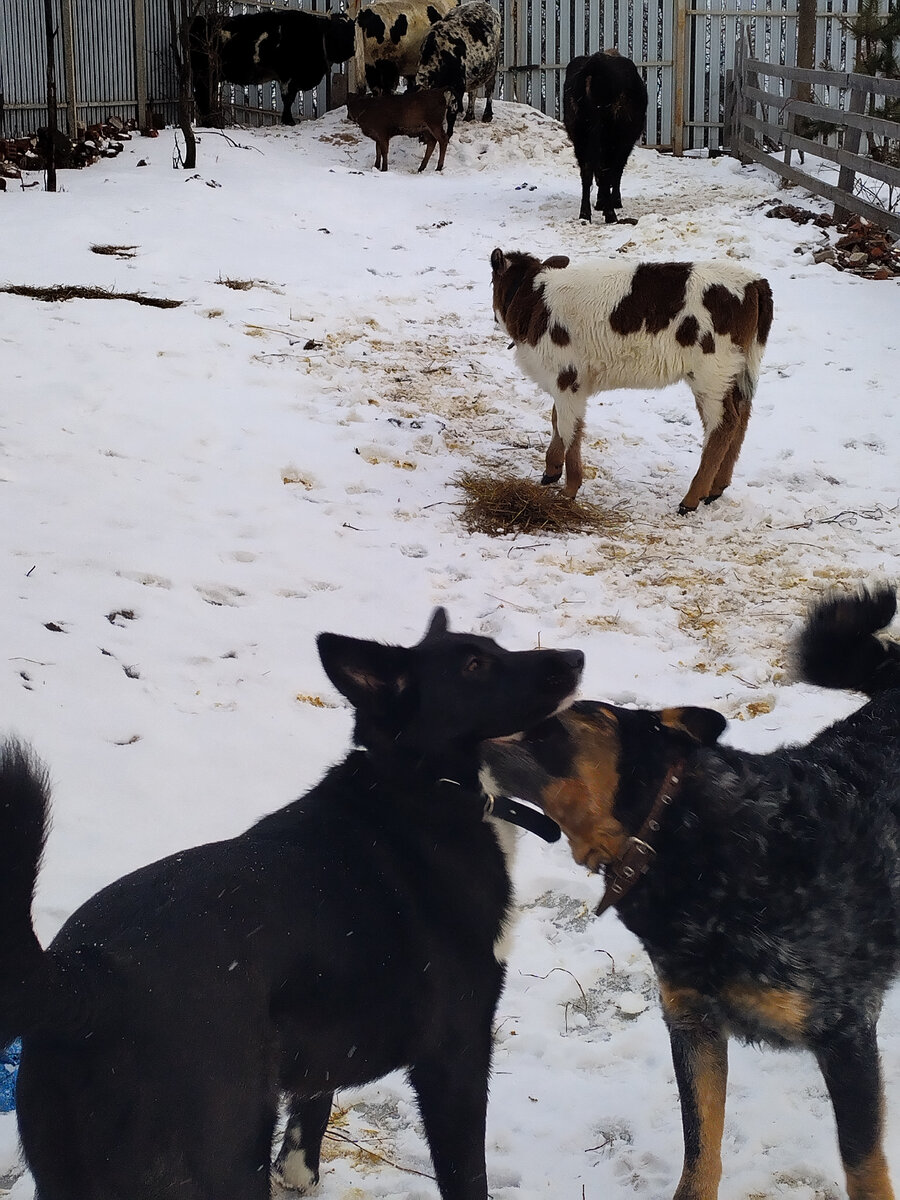 Сулус совершенно не боится собак. Когда ей надоедает их интерес, она со своим "Бэээээ" пытается их забодать