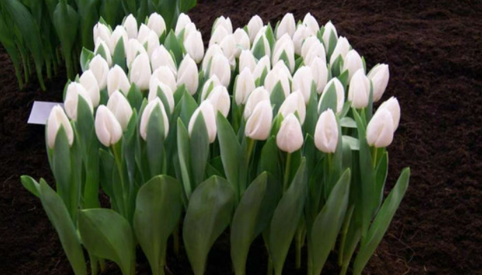 ТЮЛЬПАН SNOW LADY