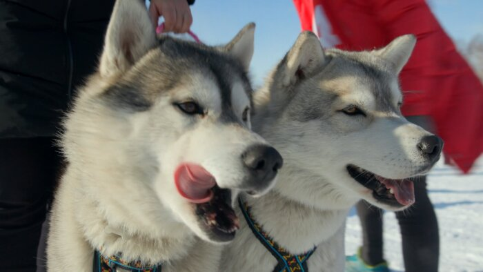 Фото: сайт гонки "Берингия"  