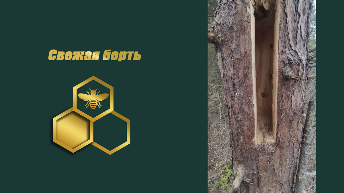 Будущий дом для лесных пчел 