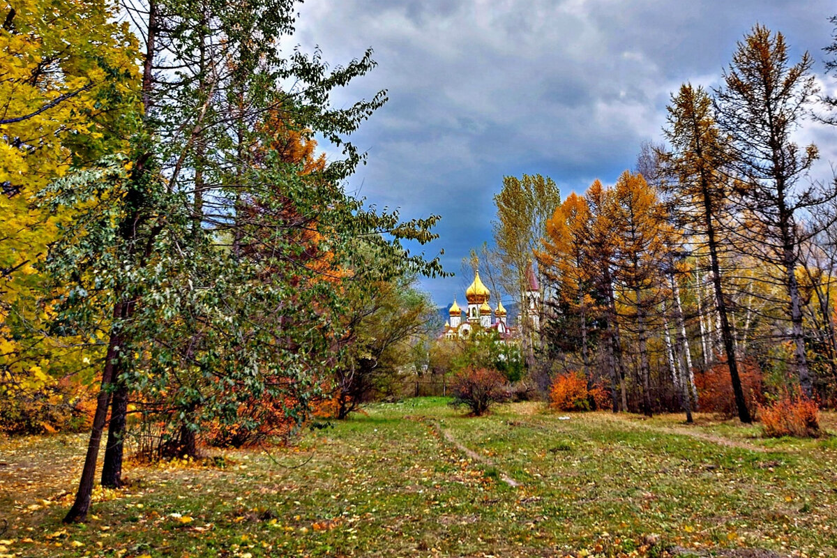 деревья в красноярске фото