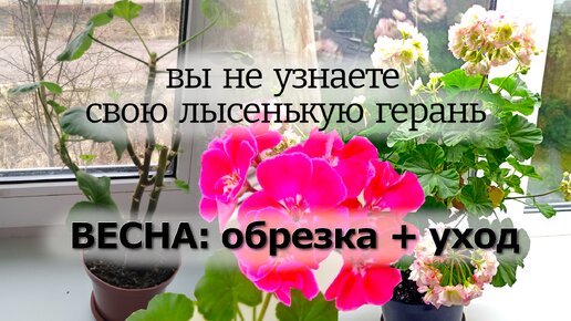 Обрезка ГЕРАНИ: посчитай узлы - и вырастет пышный шарик 🌺 Схема обрезки и первый уход