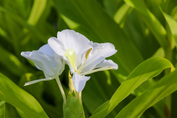 Hedychium coronarium