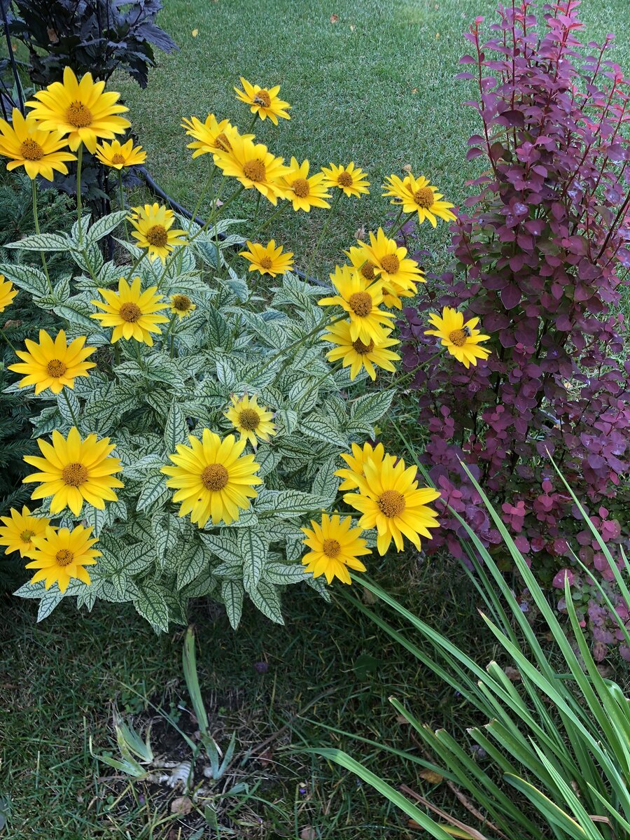 Мой гелиопсис