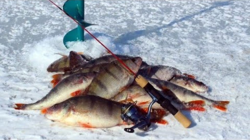 Рыбы февраля. Окунь Горбач зимой. Блесна на окуня на первый лед. Рыбалка сетью на окуня. Ловля рыбы на блесну зимой.