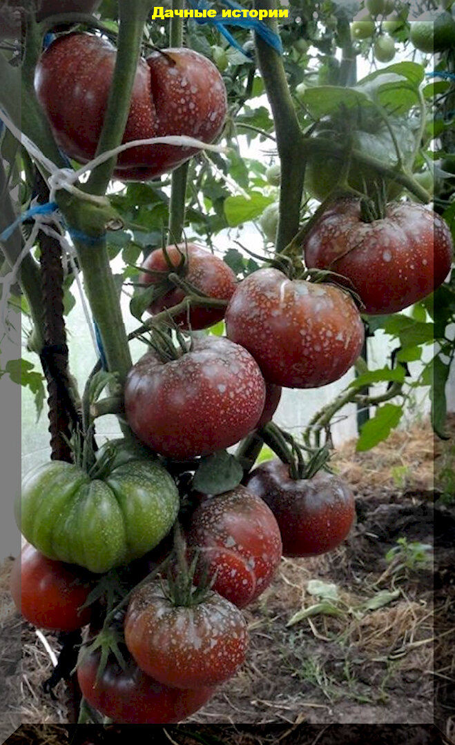 Томат микадо черный. Томат сорт микадо черный. Томат микадо черный. Томат микадо красный. Томат микадо розовый.