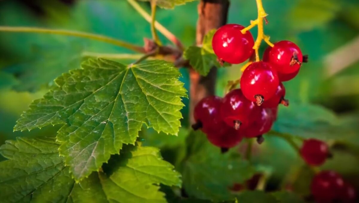 Фото1.Красная смородина 