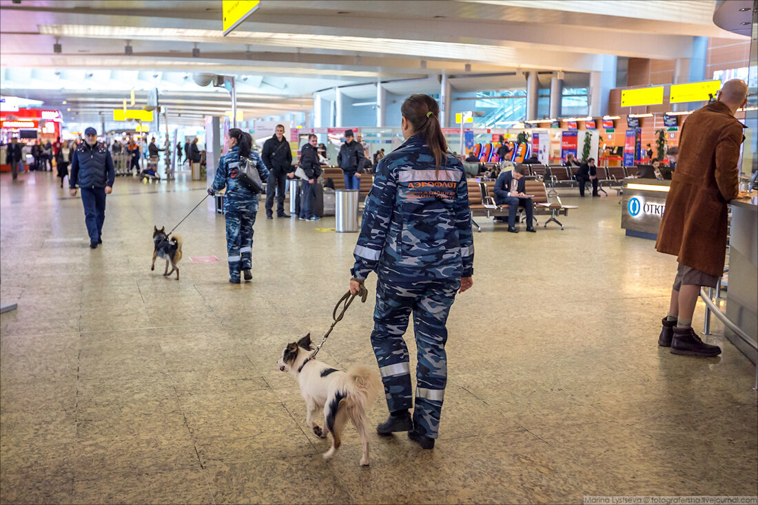 Рабочая смена, на дальнем плане виден идущий Клим Тимофеевич Сулимов, создатель породы (фото https://fotografersha.livejournal.com/1043824.html)