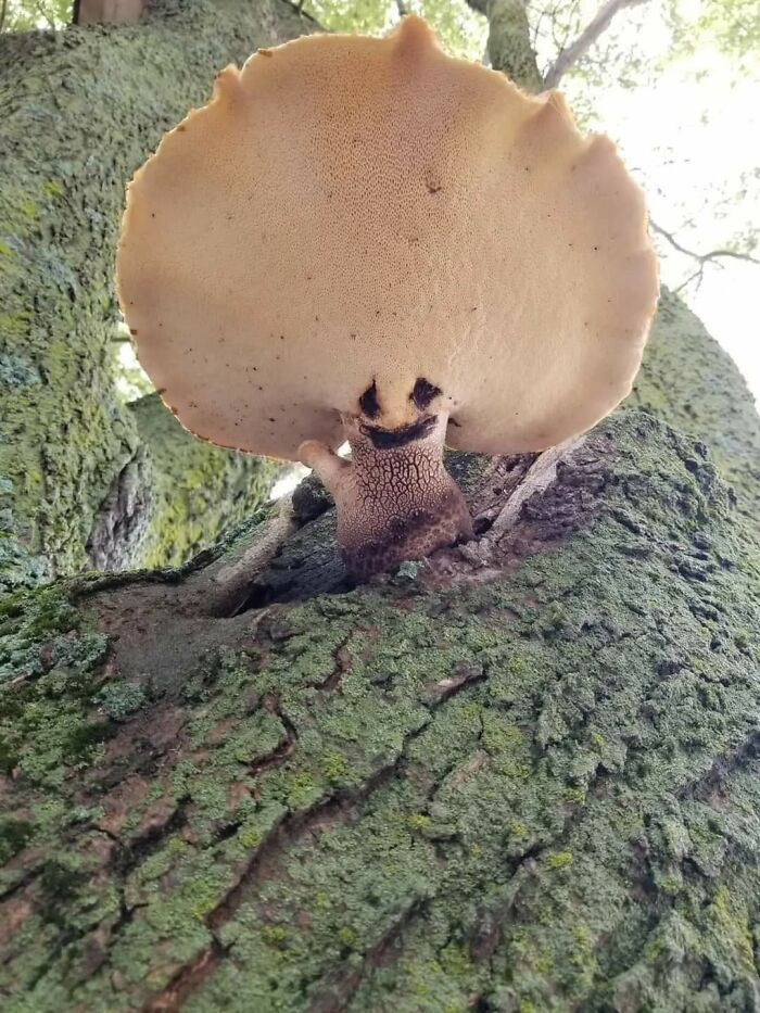 Фото: www.reddit.com/r/Mushrooms