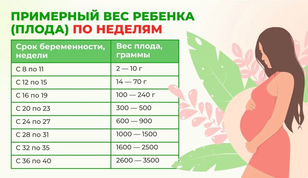 Неделя беременности по неделям