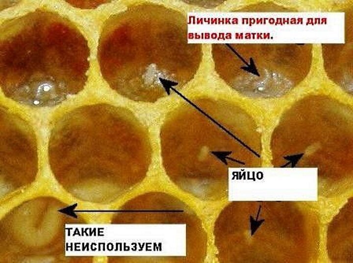 Облет матки. Пчелиный расплод по дням. Яйца пчел расплод матка. Таблица развития пчелиного расплода. Личинки для вывода маток.