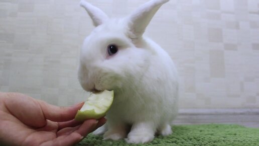 Милый кролик кушает яблочко и умывается 🍏