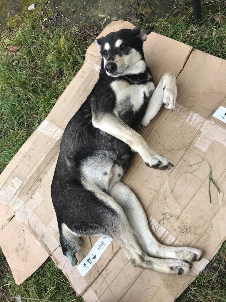 Сбитая собака