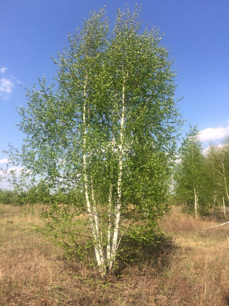 Береза пушистая Betula pubescens