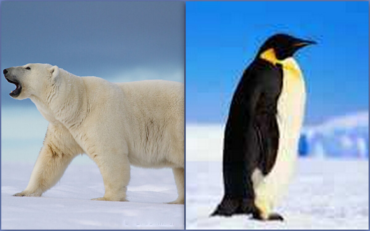 На разных полюсах...