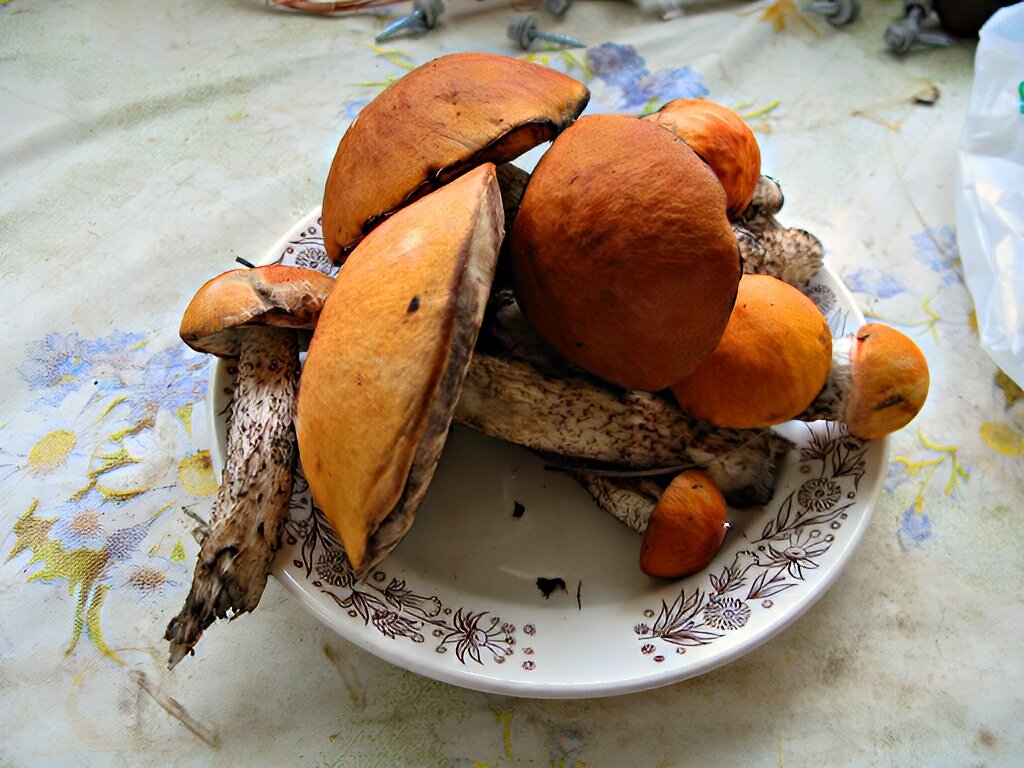 Гриб подберёзовик