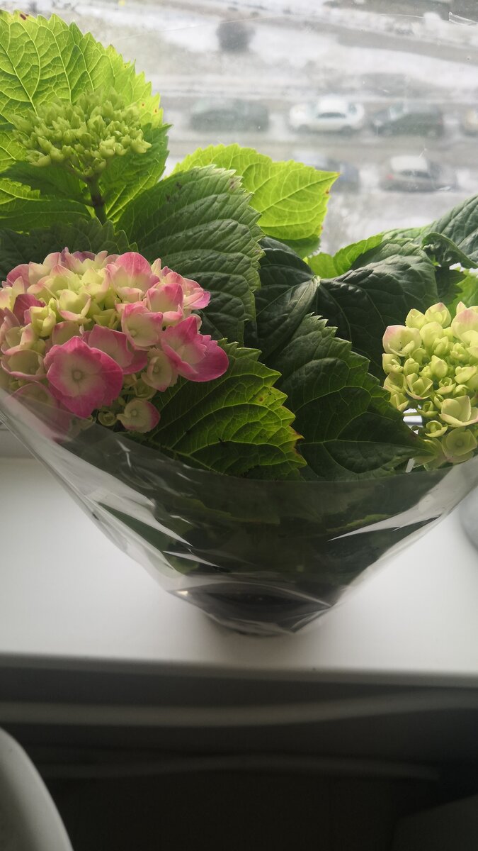 Гортензия из Оби. Крупнолистная Безымяшка.